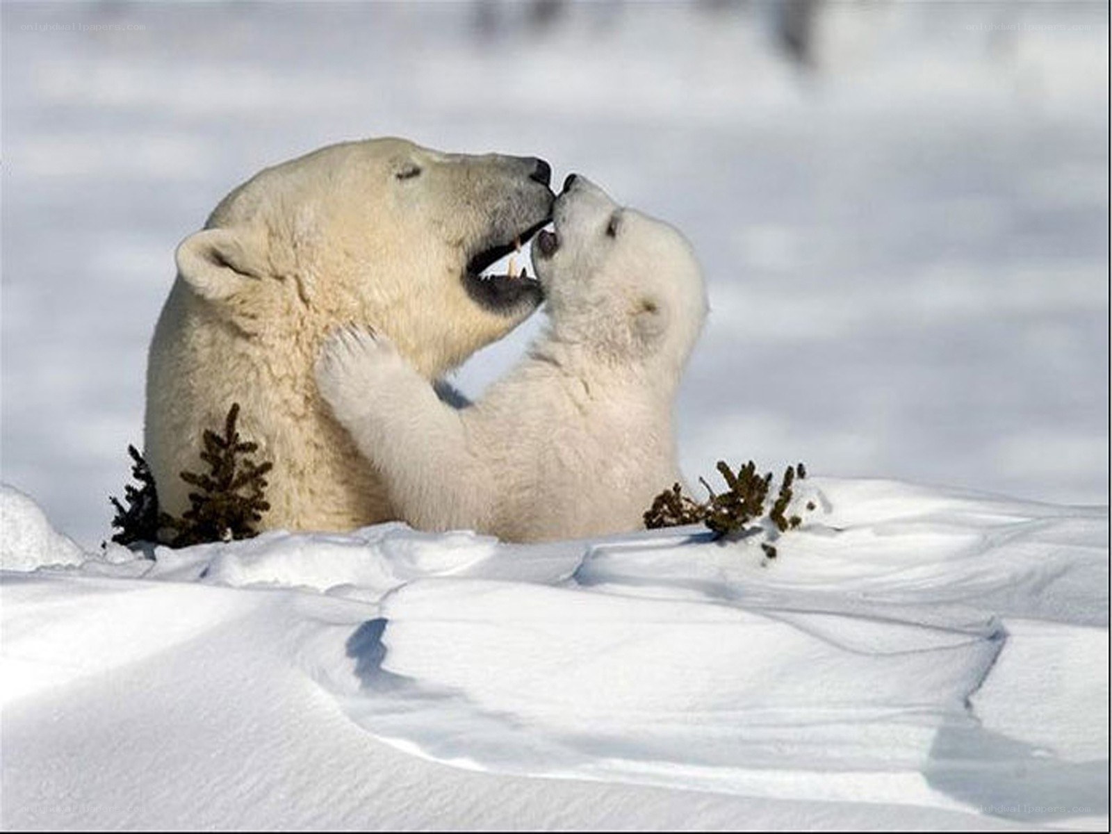 Polar bear mother and cub playing