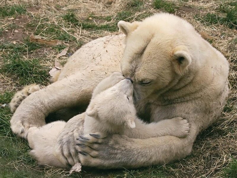 Polar Bear Mother and Cub — White, Calm