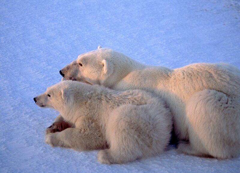 Polar Bear Mother and Cub — White, Calm, Winter