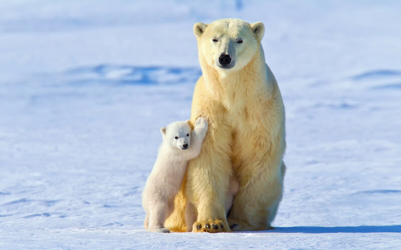 Polar Bear Mother and Cub — White, Serene, Winter
