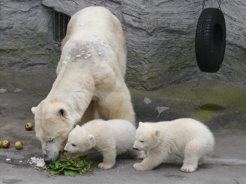 Polar Bear Mother and Cubs