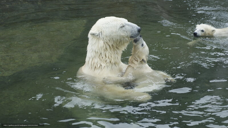 Polar Bear Mother and Cubs — White, Calm