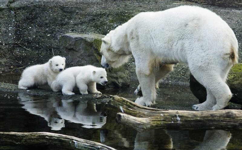 Polar Bear Mother and Cubs — White