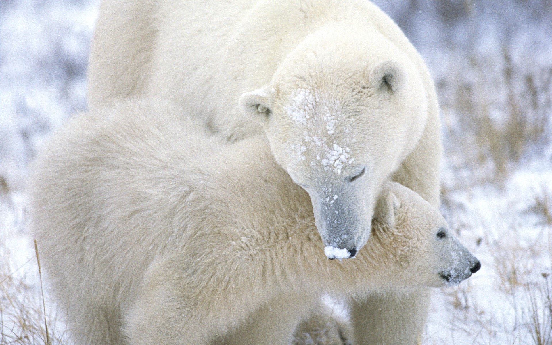 Polar bear mother with cub