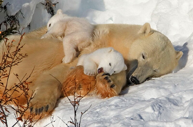 Polar Bear Mother with Cubs