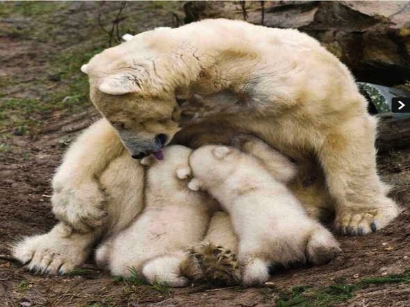 Polar Bear Mother with Cubs — White, Calm