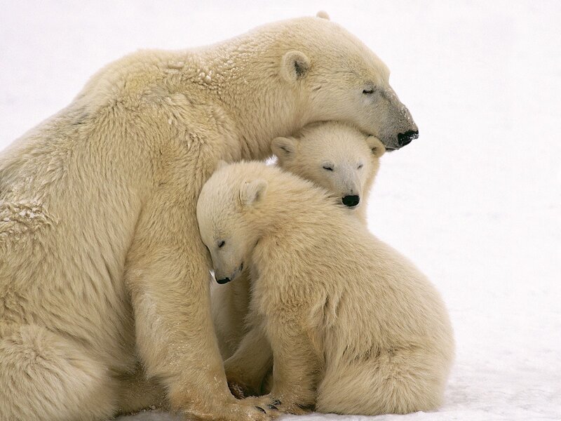 Polar Bear Mother with Cubs — White, Calm, Winter, Photograph