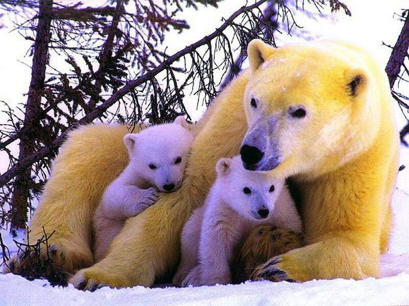 Polar Bear Mother with Cubs — White, Calm, Winter