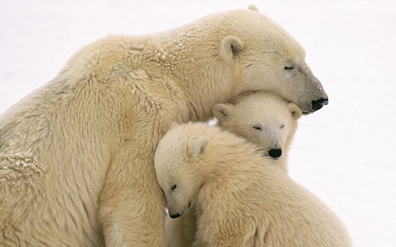 Polar Bear Mother with Cubs — White, Serene