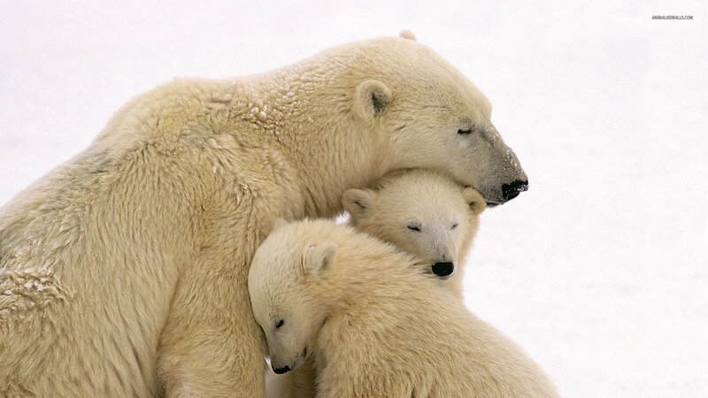 Polar Bear Mother with Cubs — White, Serene, Winter