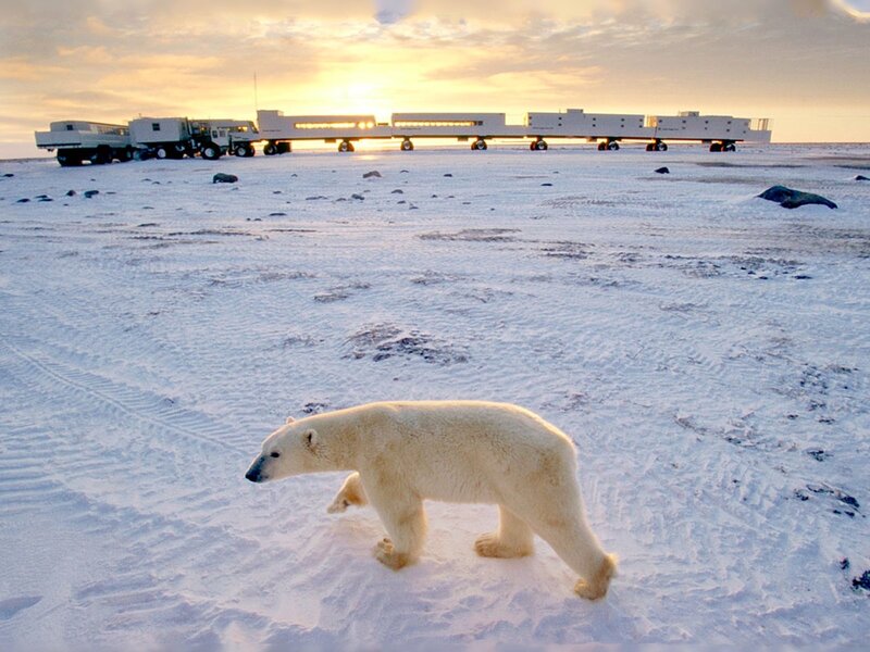 Polar bear near research station