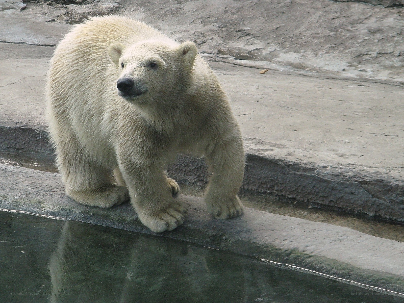 polar bear near water
