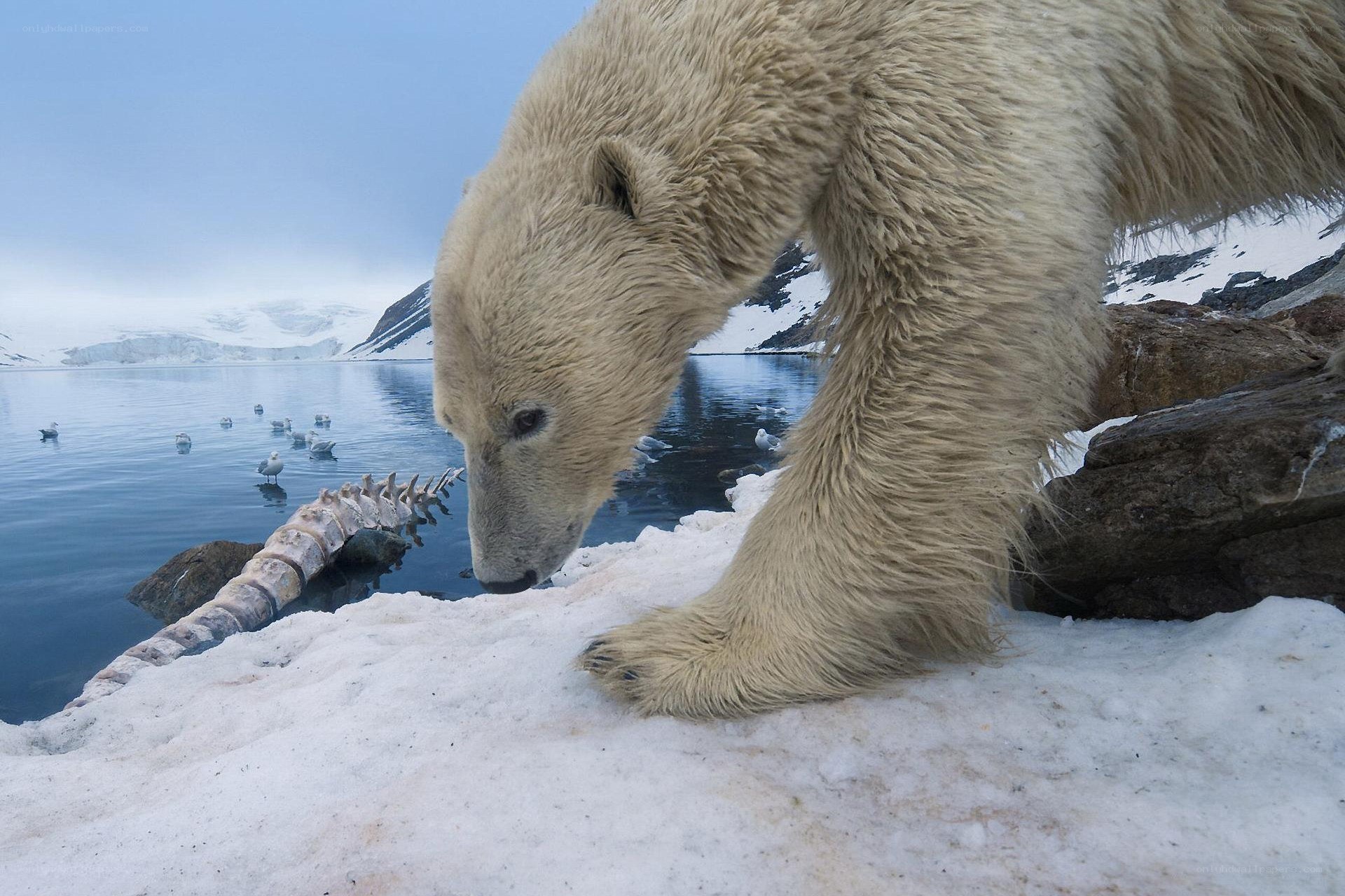 Polar bear near whale bone
