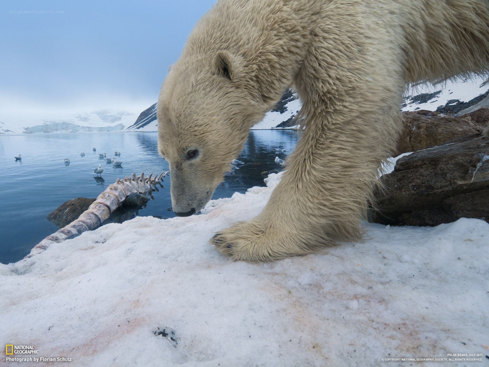 Polar bear near whale bone