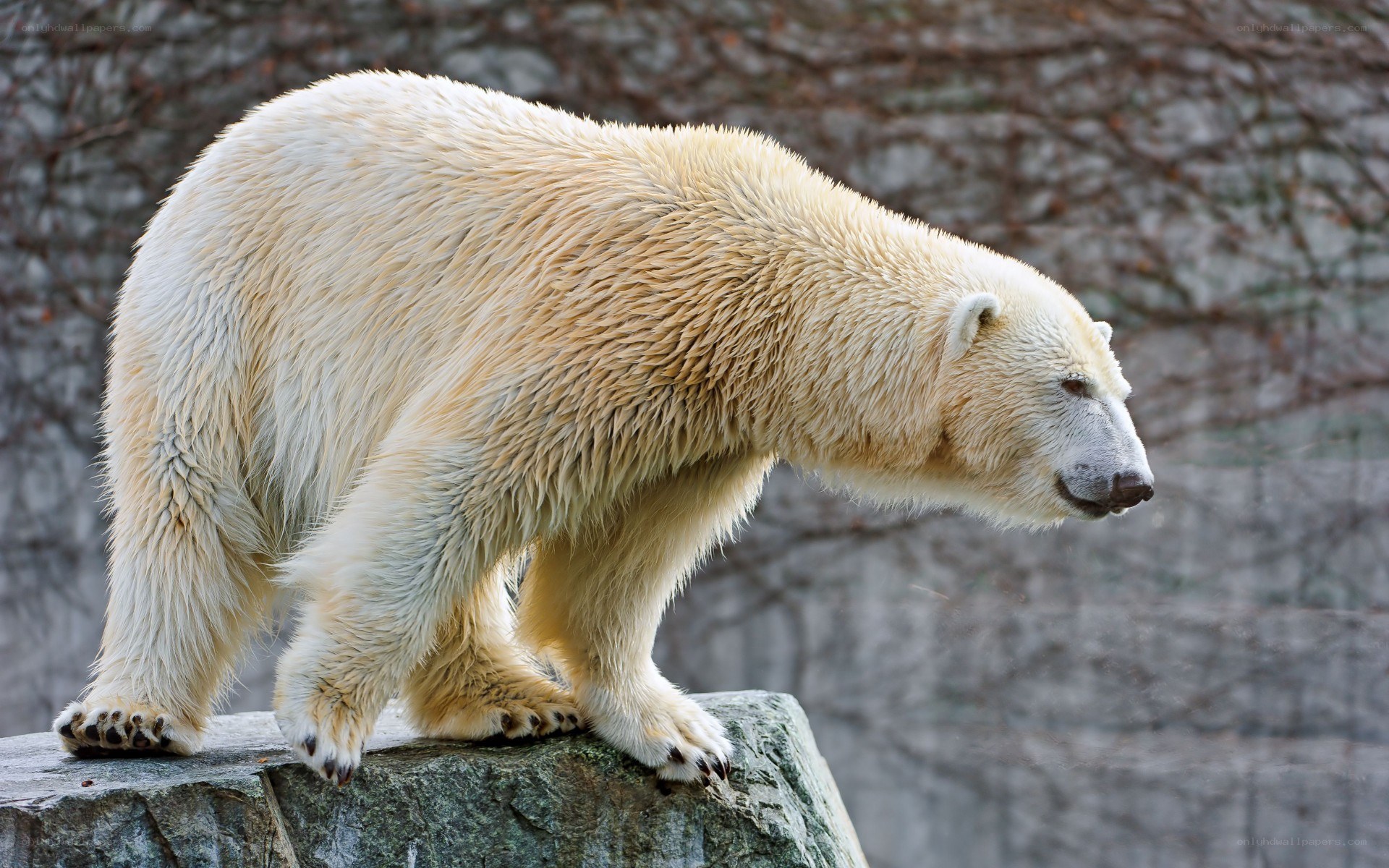 Polar bear on a rock