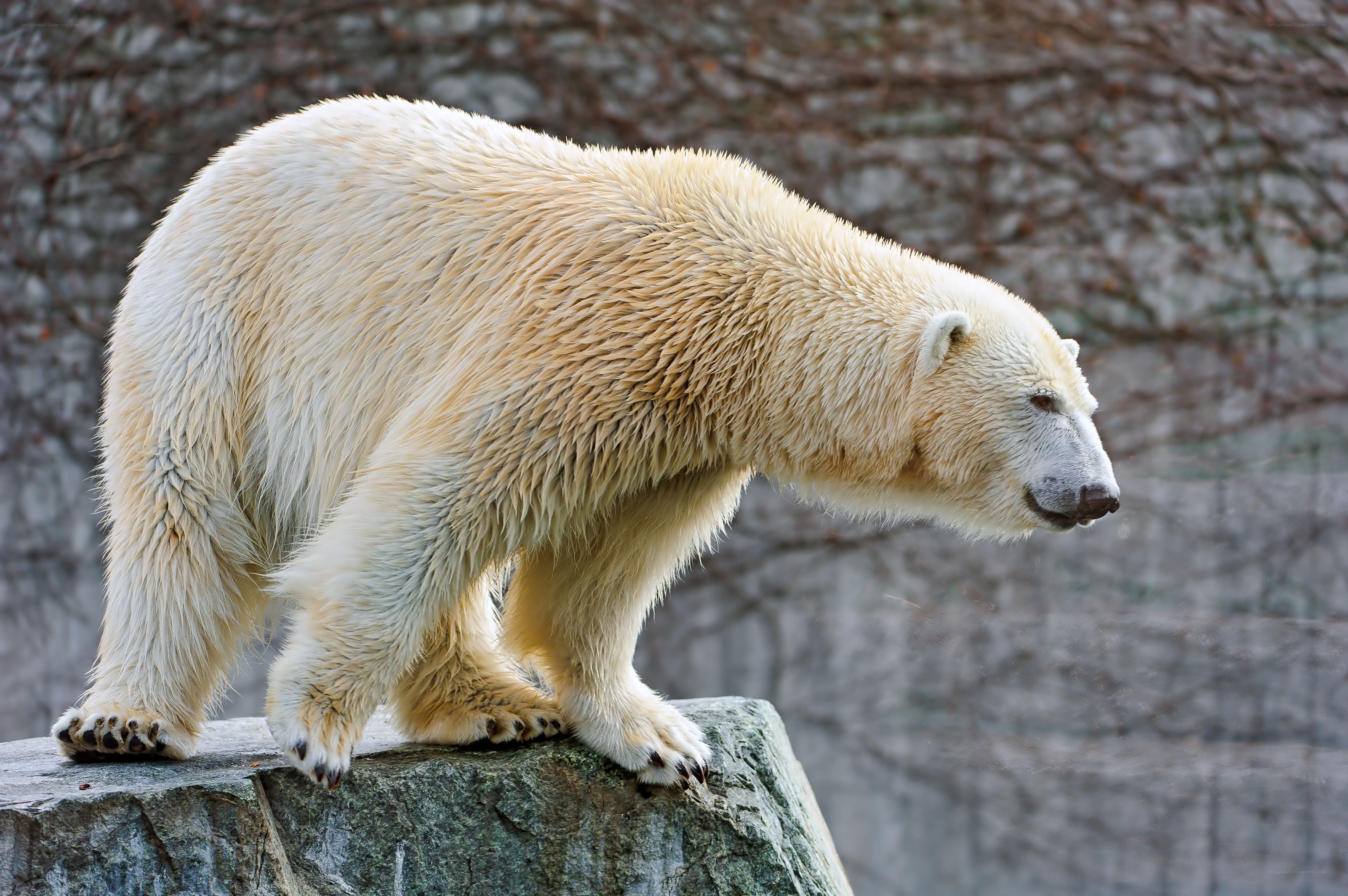 Polar bear on a rock