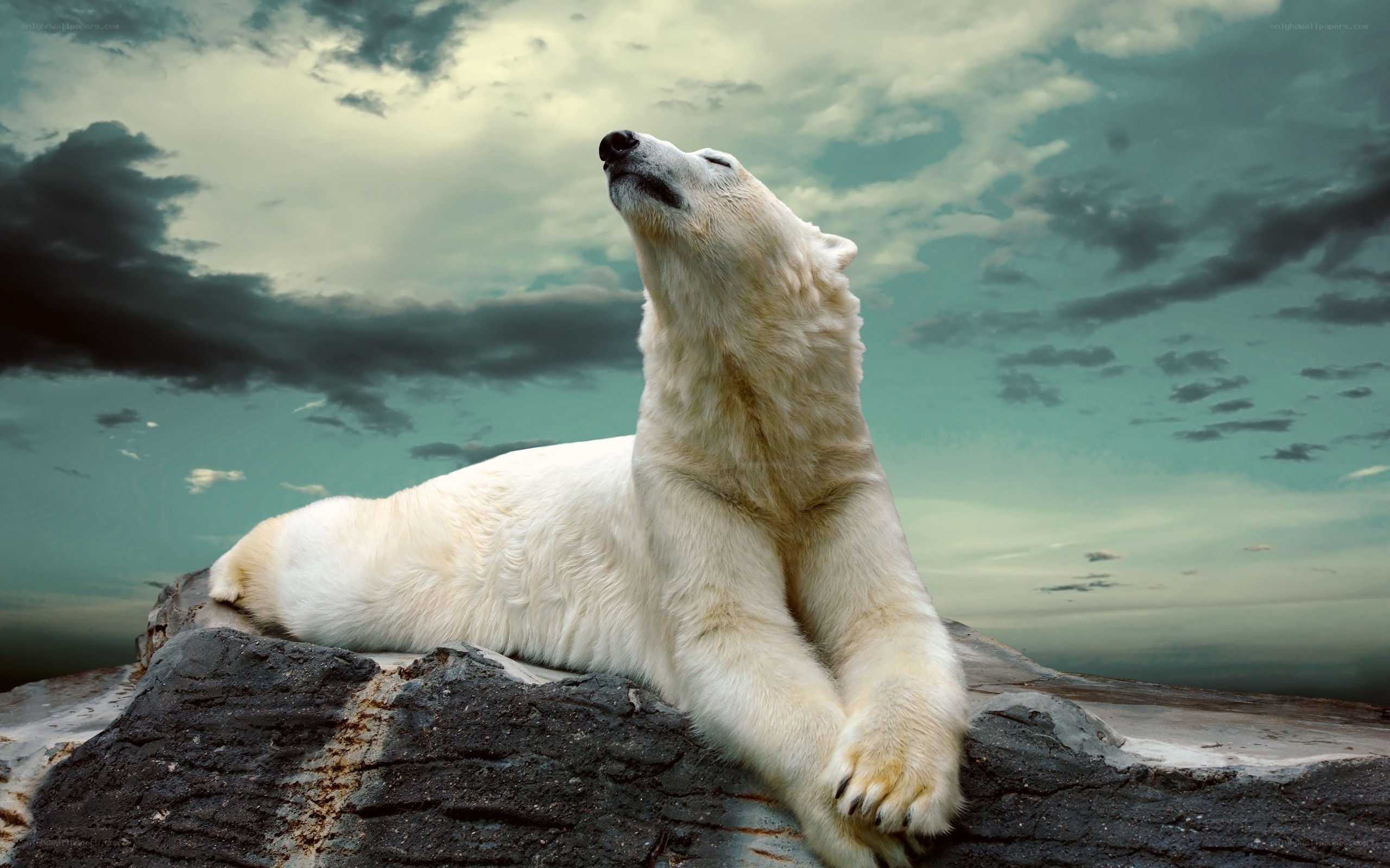 Polar bear on a rock