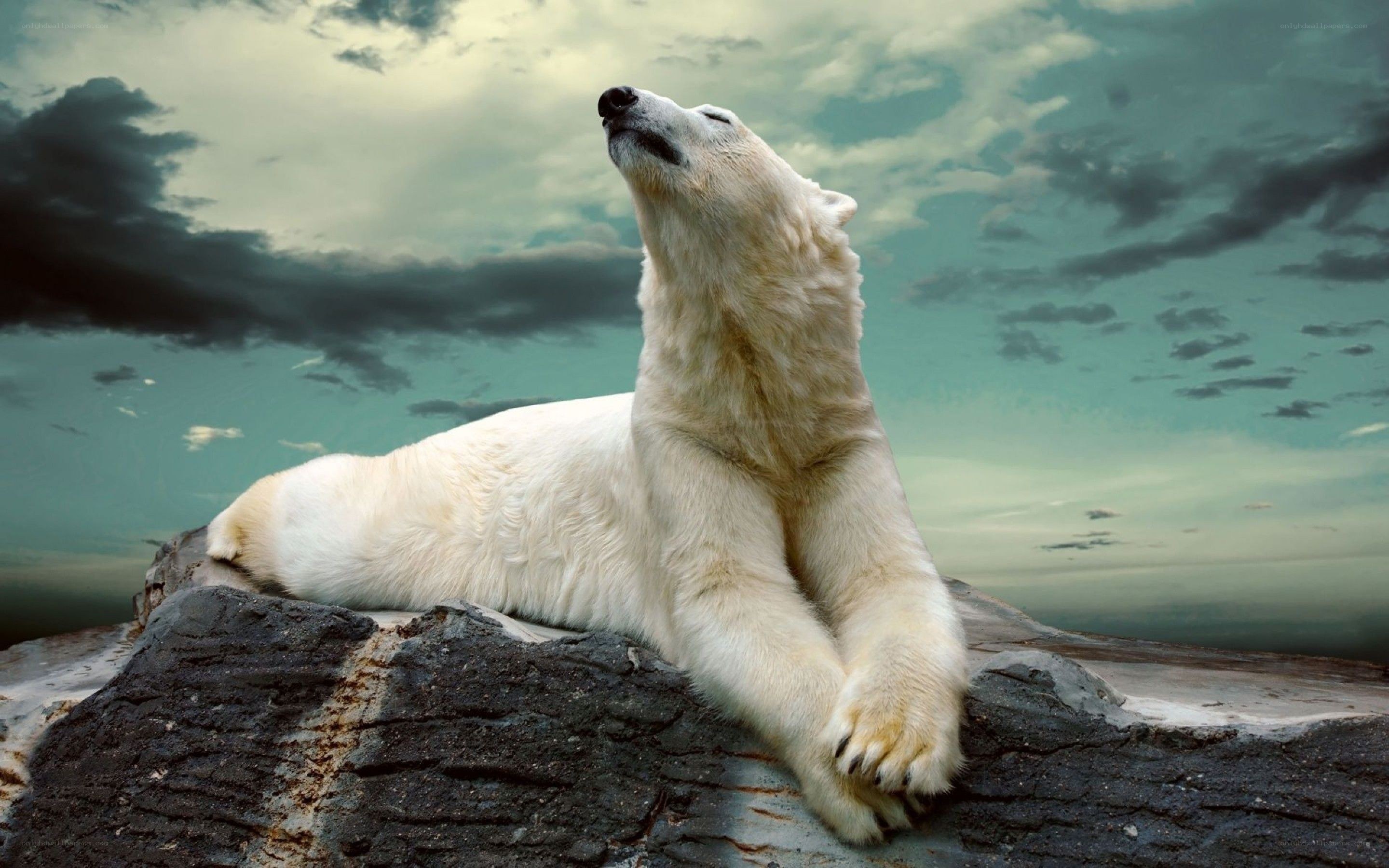 Polar bear on a rock