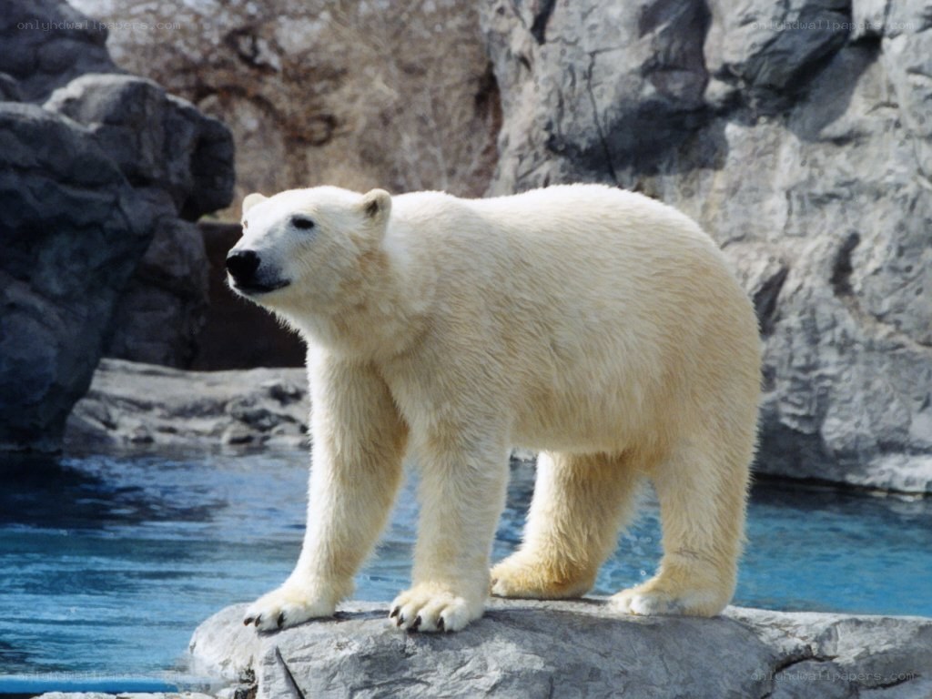 Polar bear on a rock