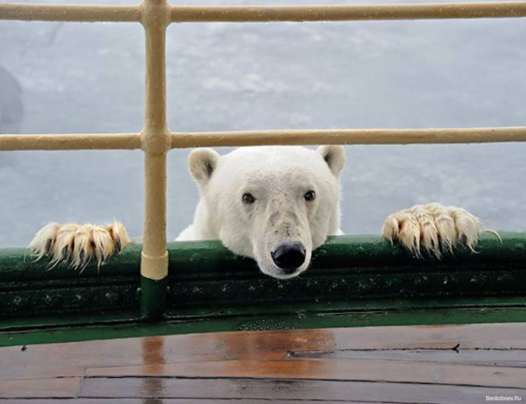 Polar bear on a ship