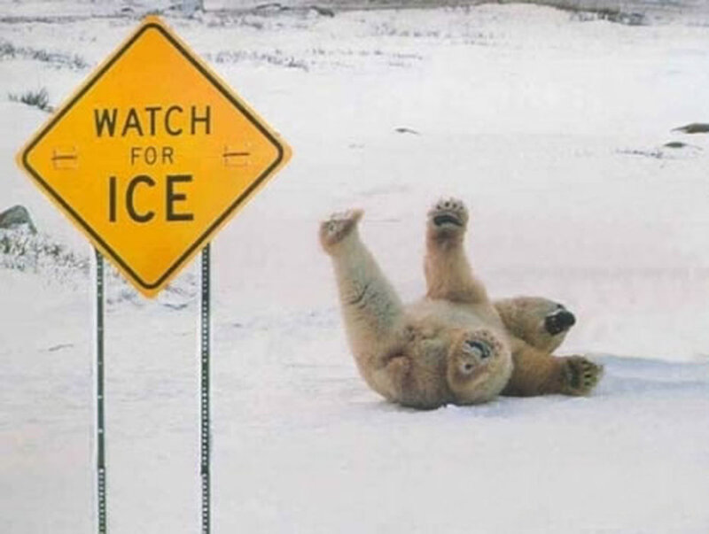 Polar Bear on Back