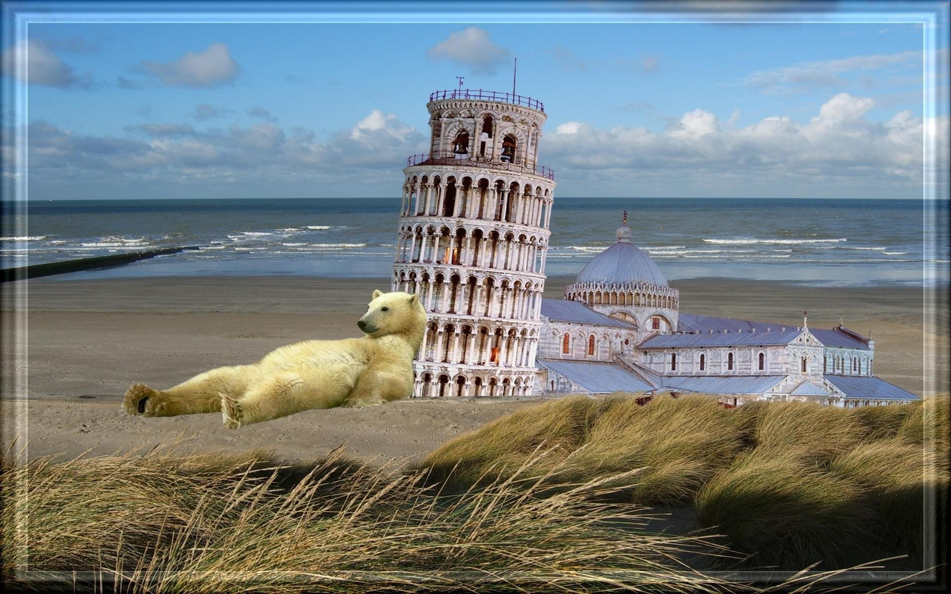 Polar bear on beach with Leaning Tower