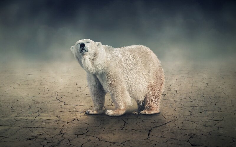 Polar bear on cracked earth