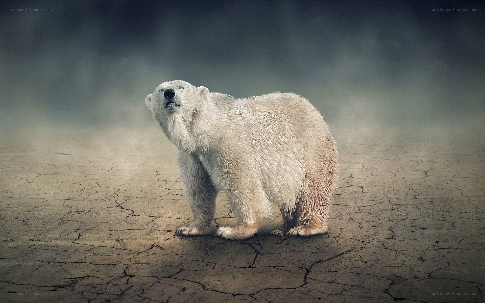 Polar bear on cracked earth