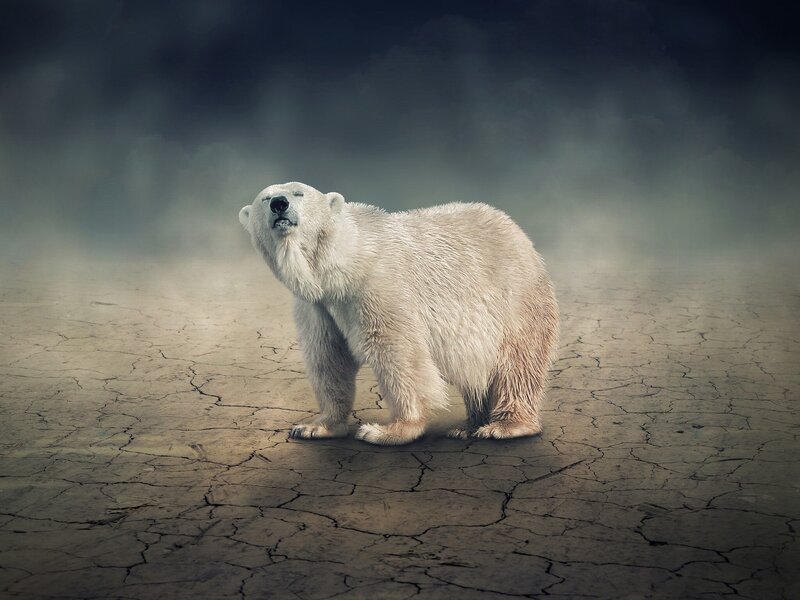 Polar Bear on Cracked Ground