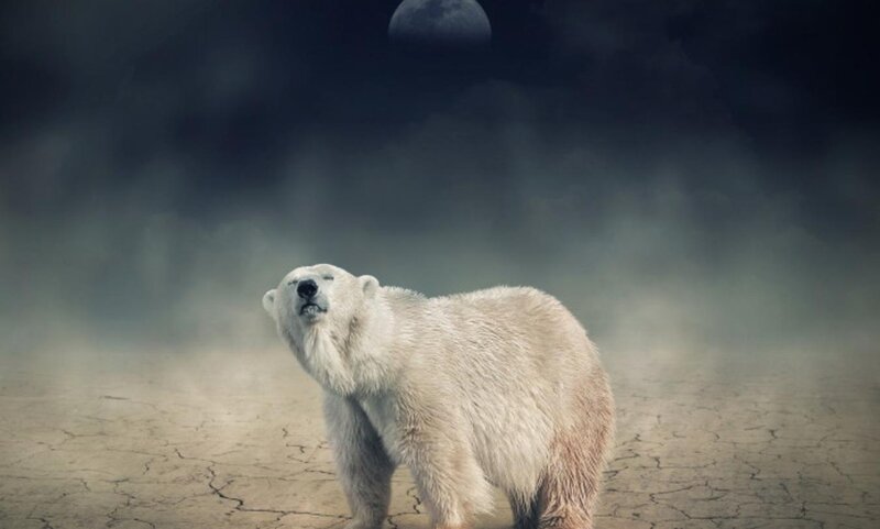 Polar Bear on Cracked Ground — White, Dramatic