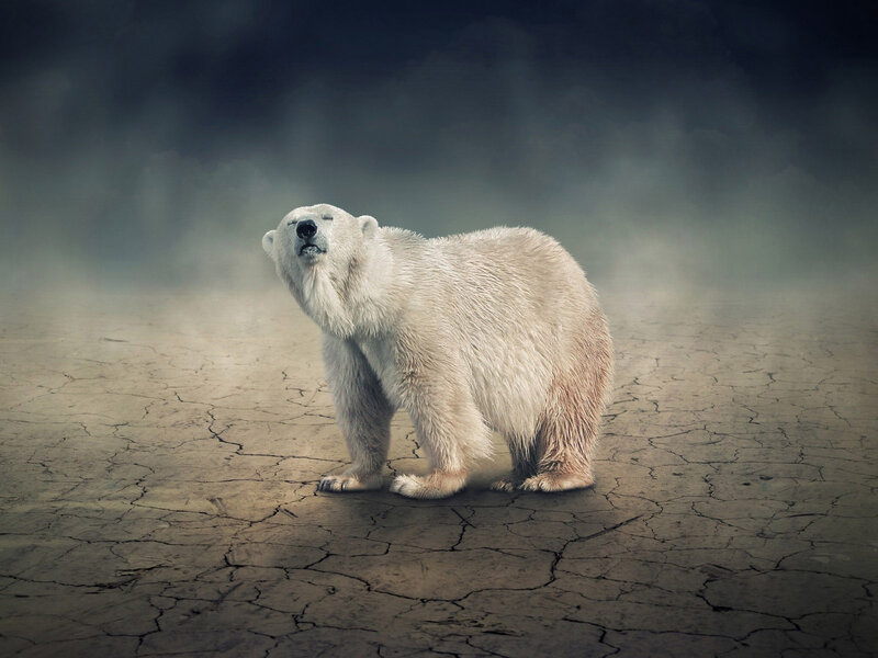 Polar Bear on Cracked Ground — White