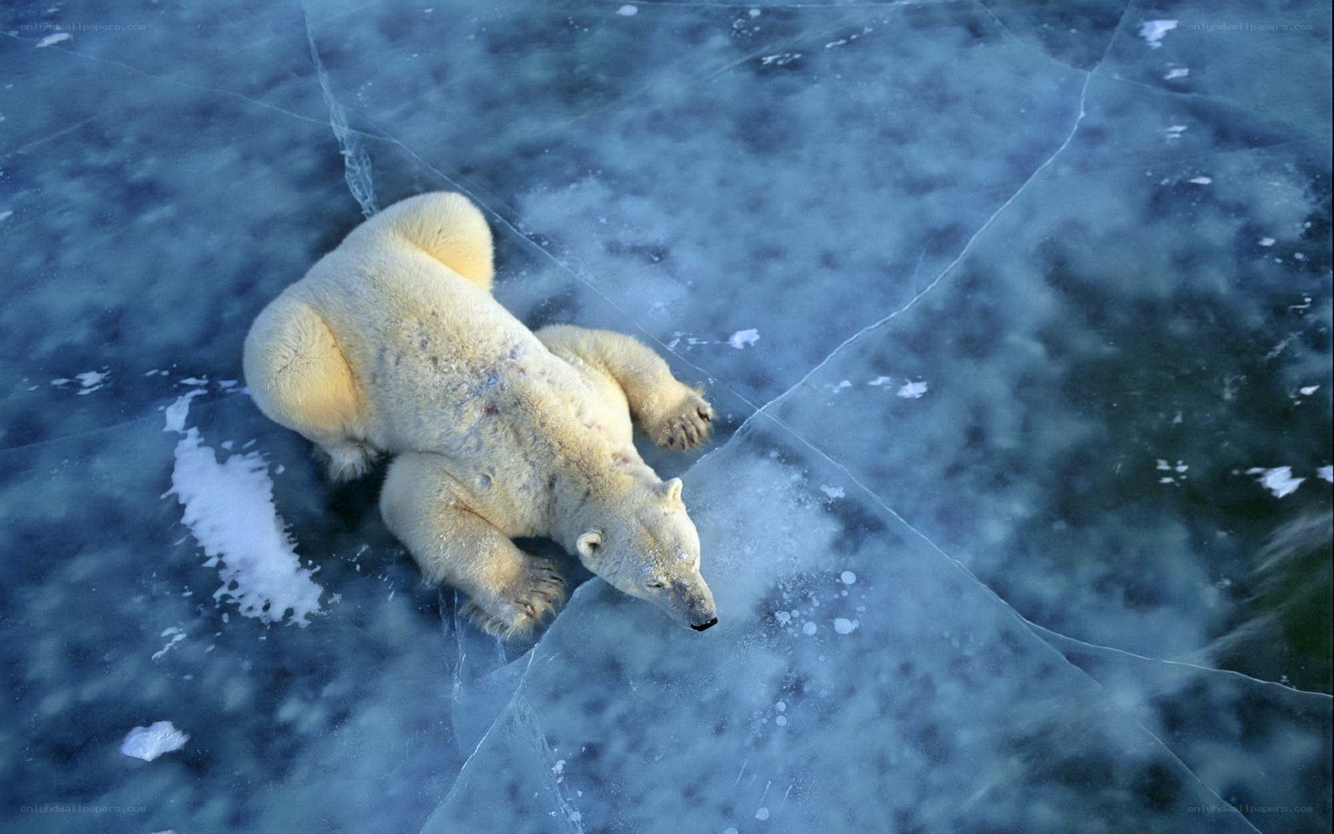 Polar bear on cracked ice