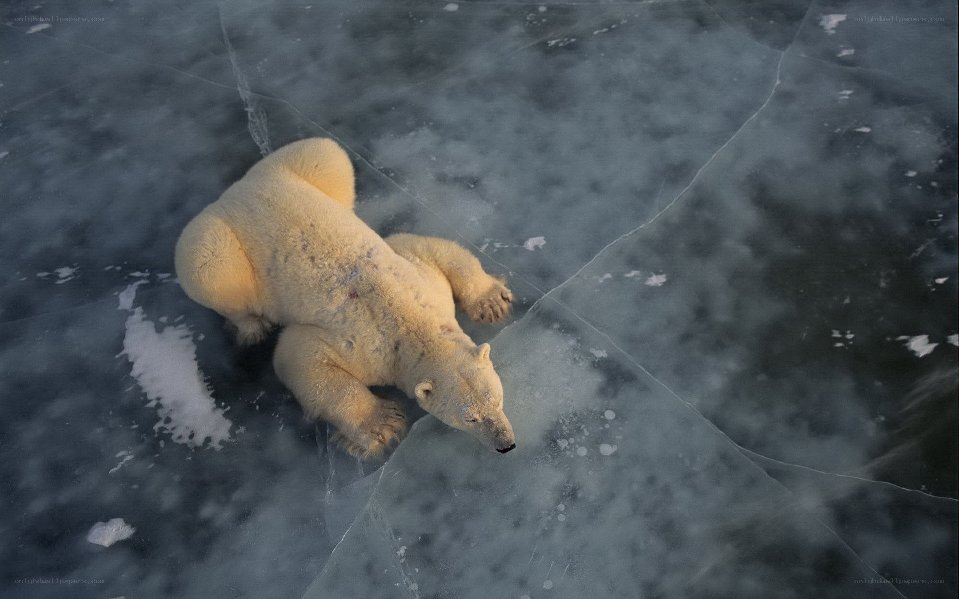 Polar bear on cracked ice