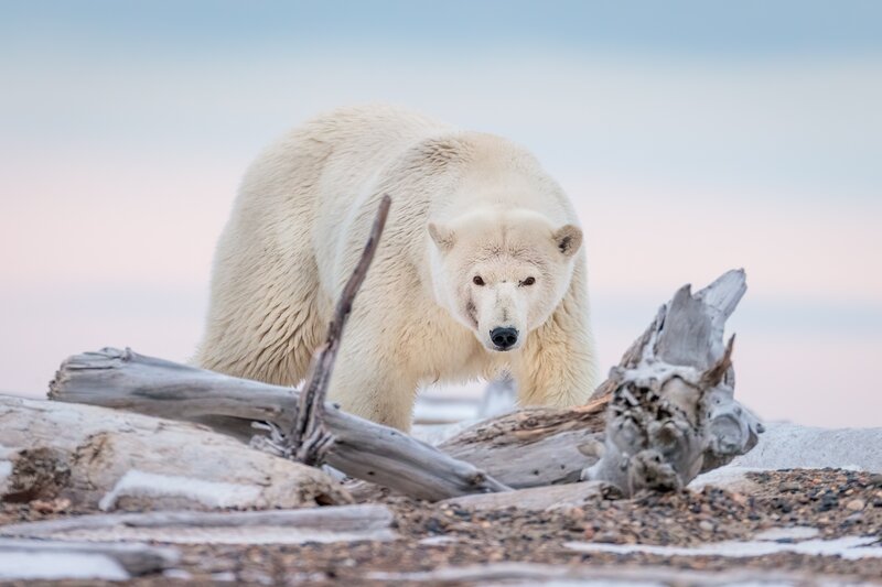 Polar Bear on Driftwood