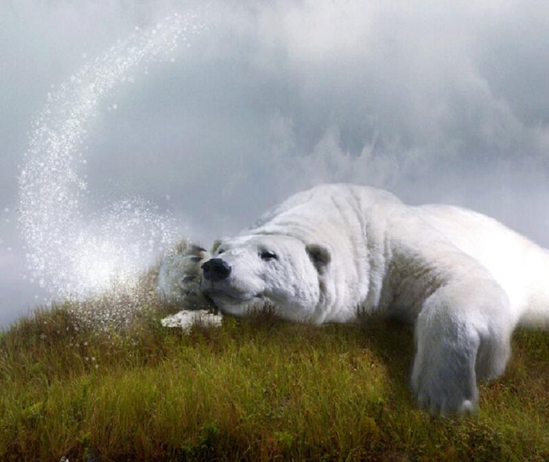 Polar Bear on Grass