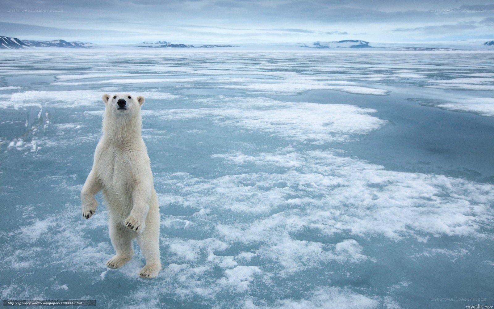 Polar bear on ice
