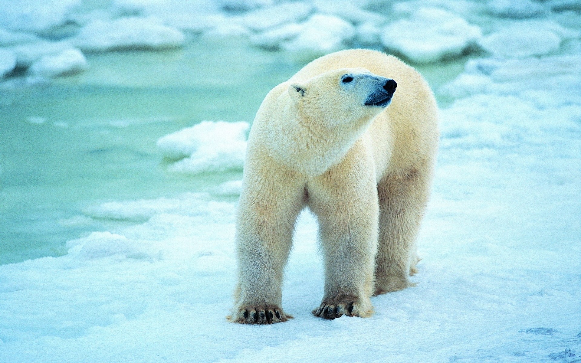 Polar bear on ice
