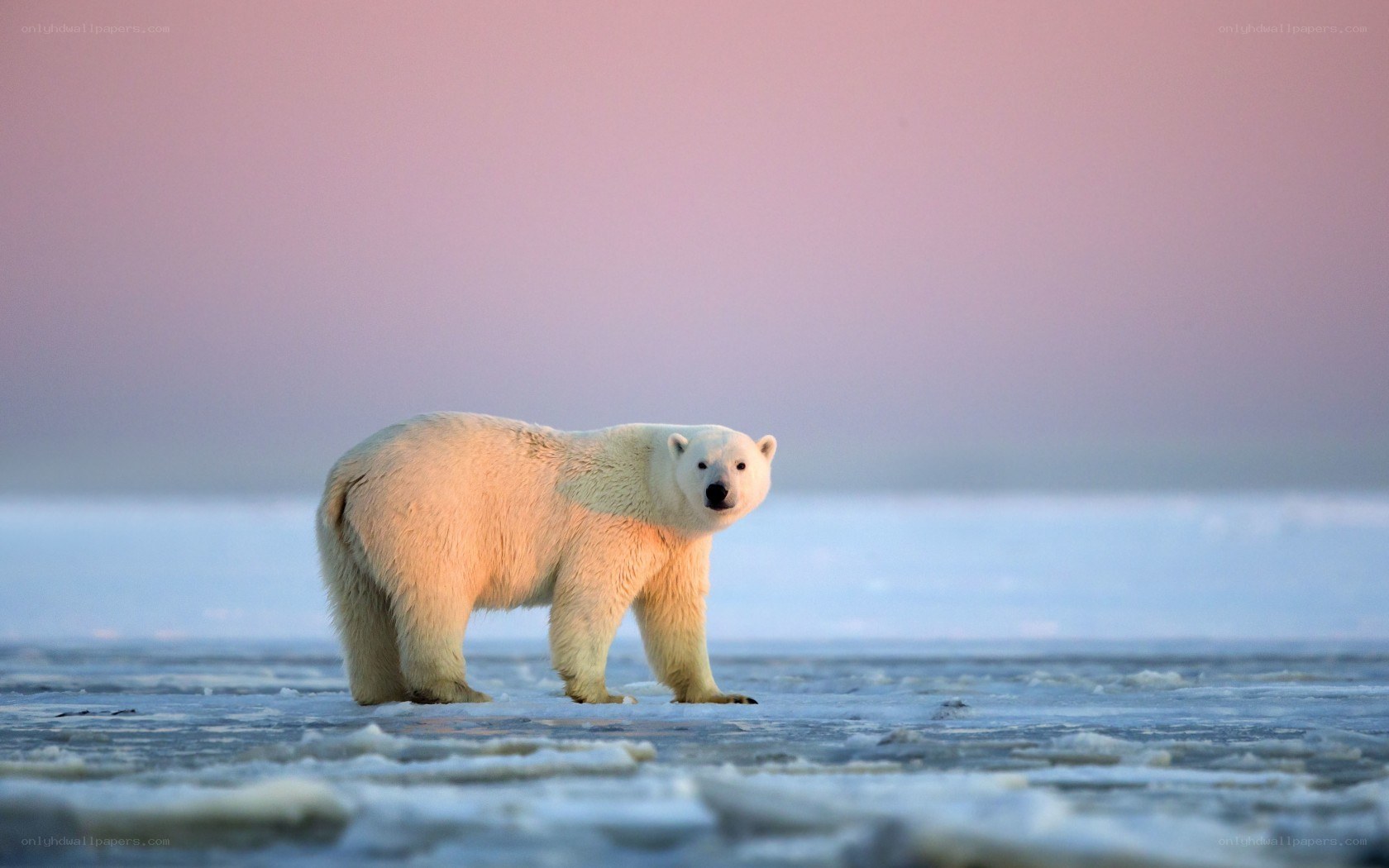 Polar bear on ice