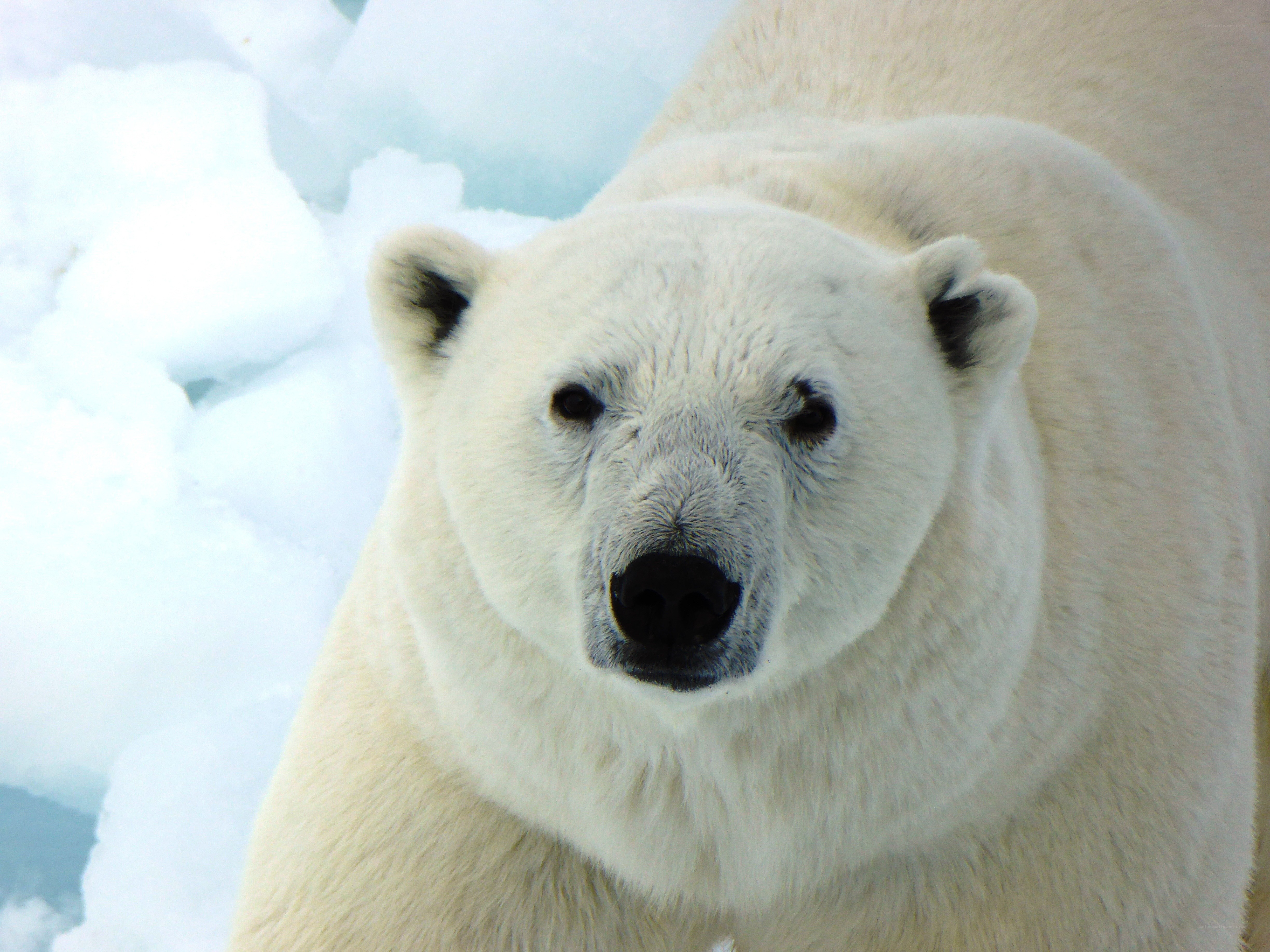 Polar bear on ice