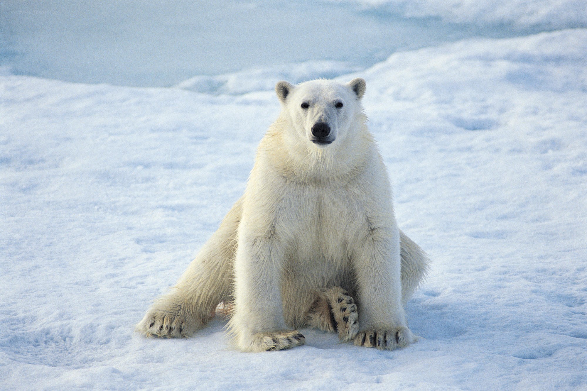 Polar bear on ice
