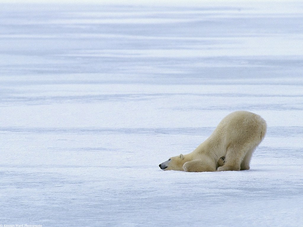 Polar bear on ice
