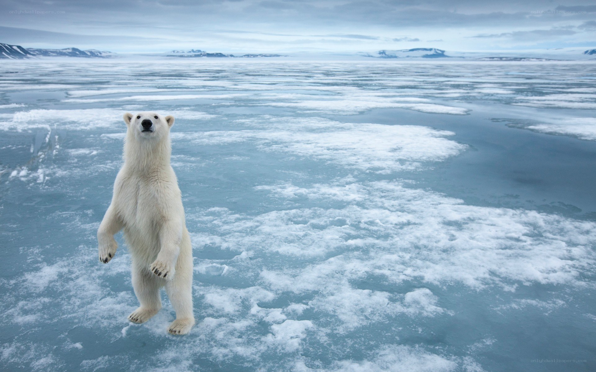 Polar bear on ice