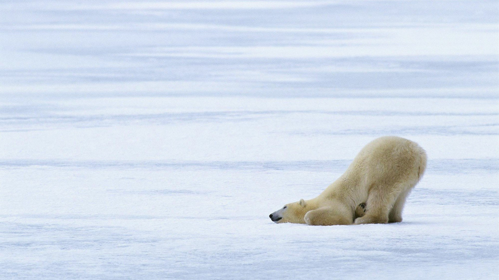 Polar bear on ice