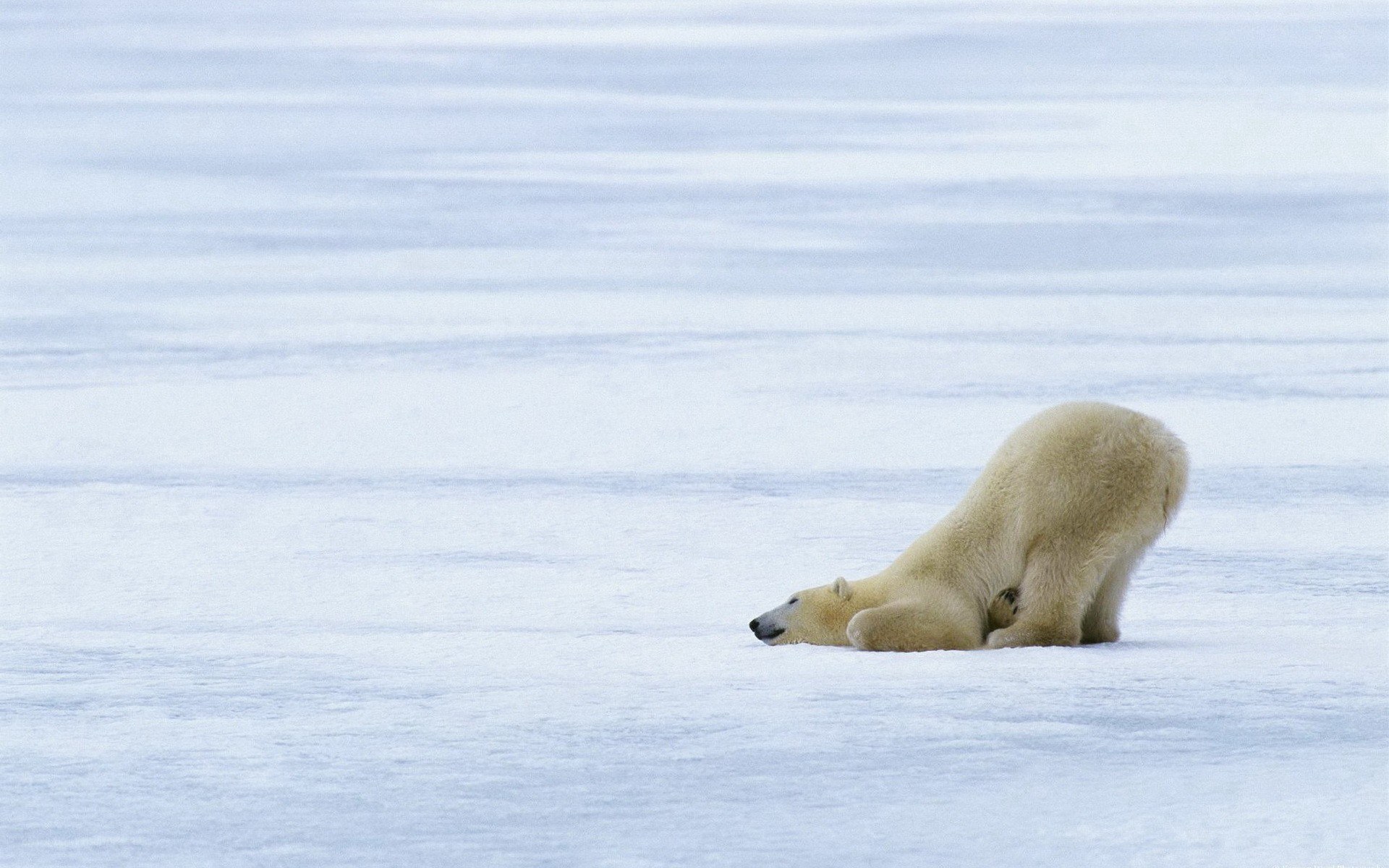 Polar bear on ice
