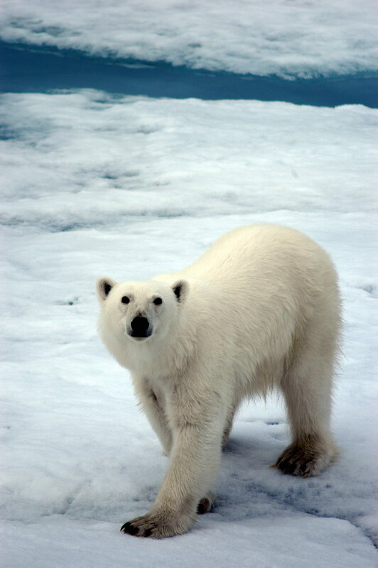 Polar bear on ice