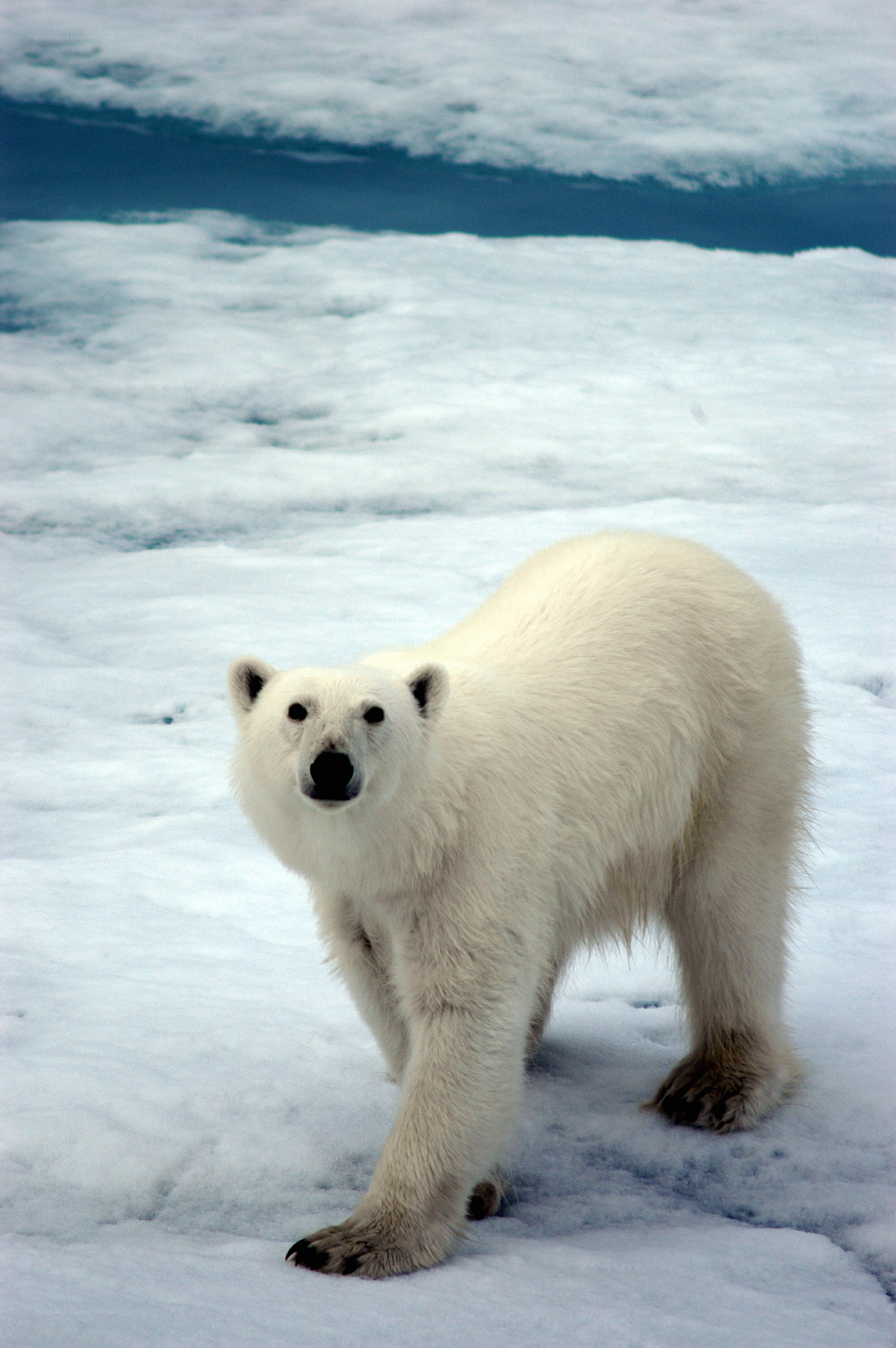 Polar bear on ice