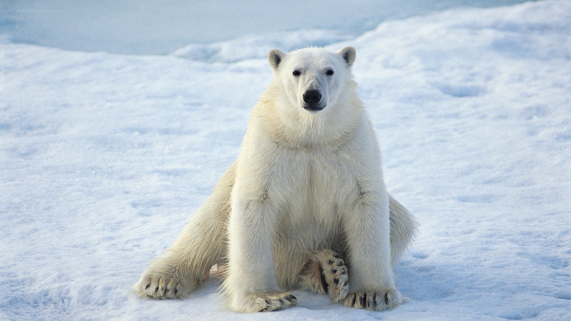 Polar bear on ice