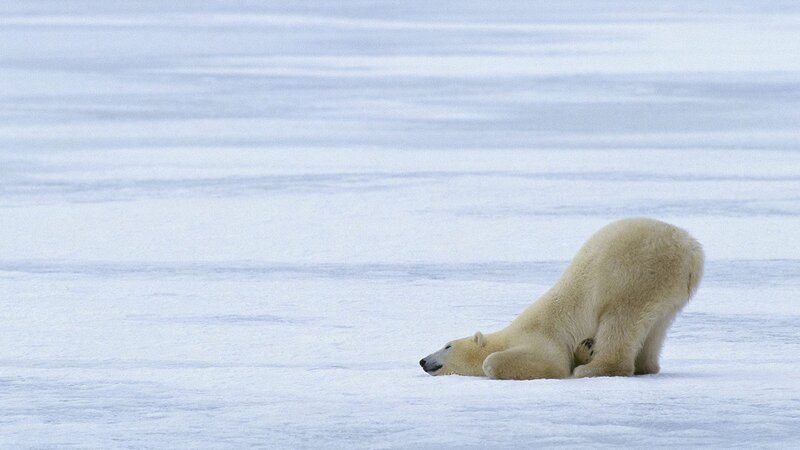 Polar bear on ice