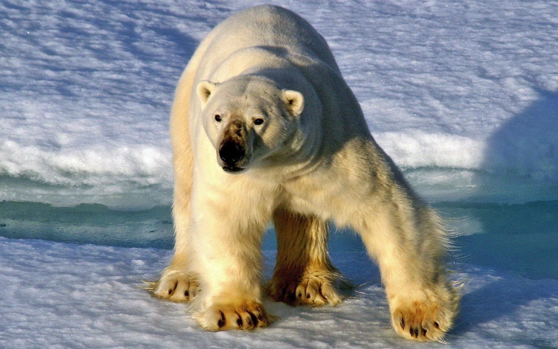 Polar bear on ice