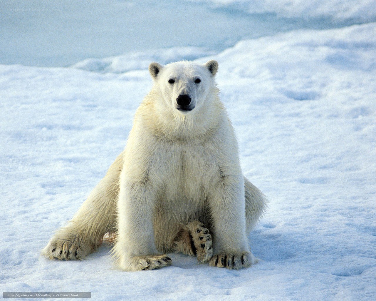 Polar bear on ice